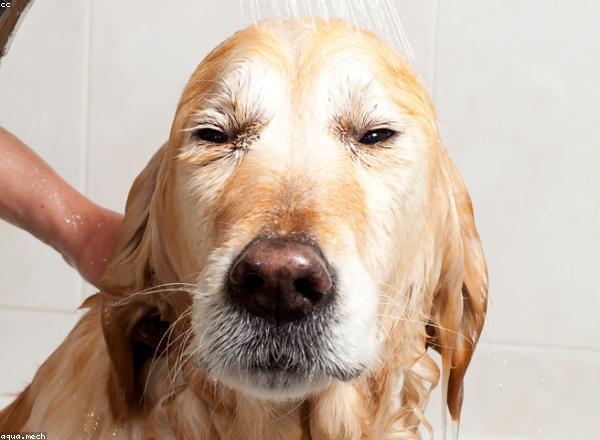 Shampoo Reparador Intenso